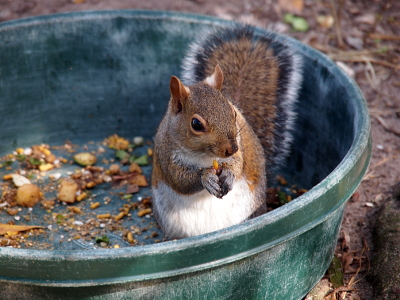 [A squirrel, inside a mostly empty green dish, holds a pellet of food between its paws.]